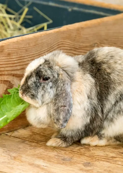 Hase sitz vor Holzbox mit Heu und ist ein grünes längliches Salatblatt