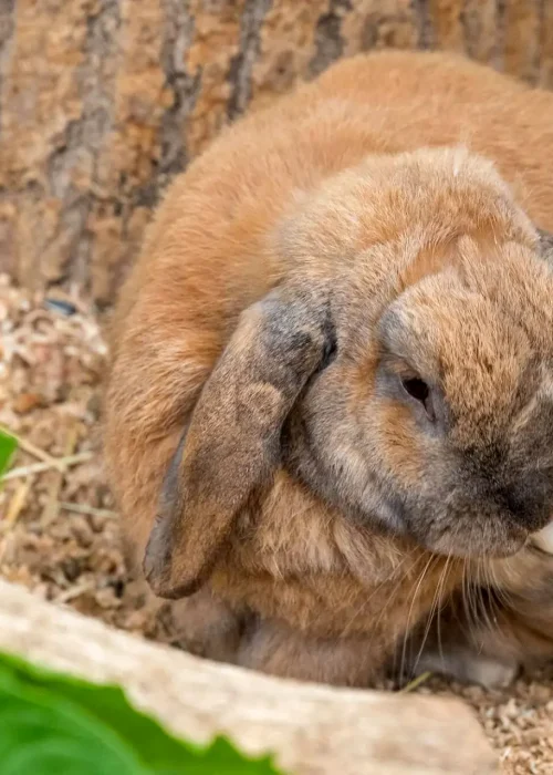 Brauner Hase sitzt im Gehege und putzt sich gerade