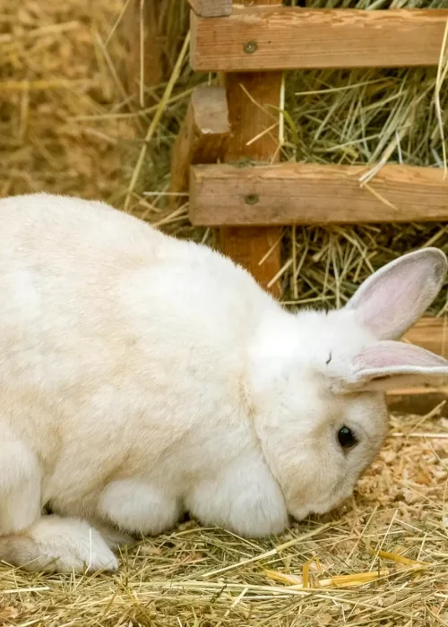 Weißer Hase sitzt vor Heuraufe und isst.