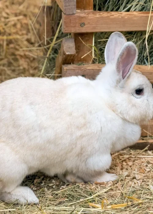 Ein weißer Hase sitzt vor einer Heuraufe aus Holz.