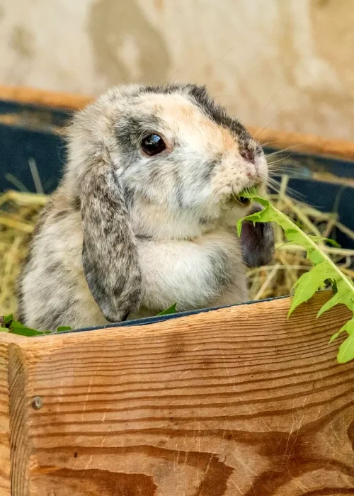 Ein Hase sitzt in einer Holzbox mit Heu und isst ein Löwenzahnblatt