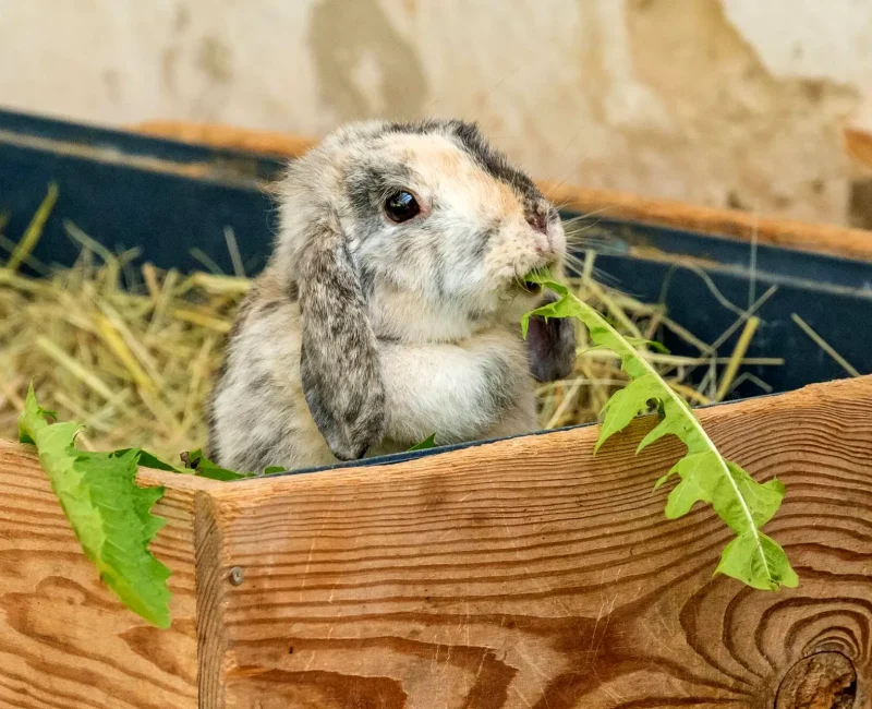 Ein Hase sitzt in einer Holzbox mit Heu und isst ein Löwenzahnblatt