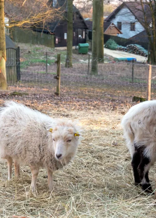 Ein kleineres Schaf steht vor der Heuraufe und schaut auf den Boden