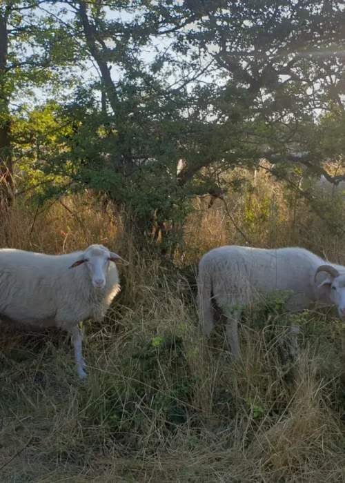 Mehrere Schafe stehen zwischen hohem Gras und schauen zur Kamera