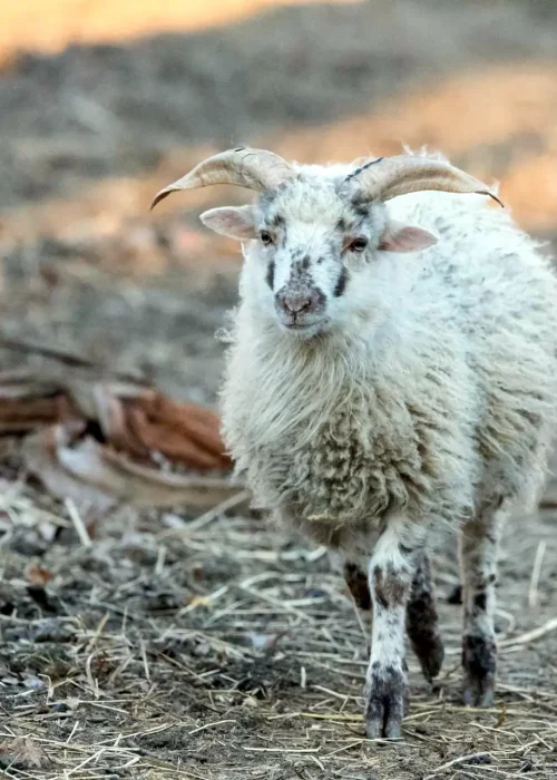 Weißes Schaf lauft einem Weg entlang Richtung Kamera