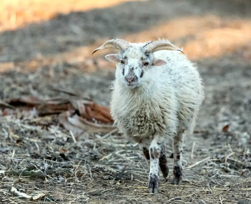 Weißes Schaf lauft einem Weg entlang Richtung Kamera