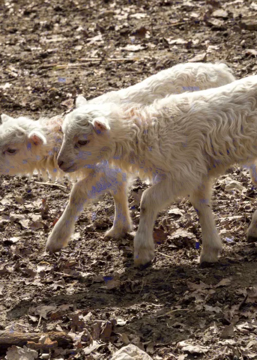 Zwei junge Schafe gehen neben einander auf Laub bedeckten Boden