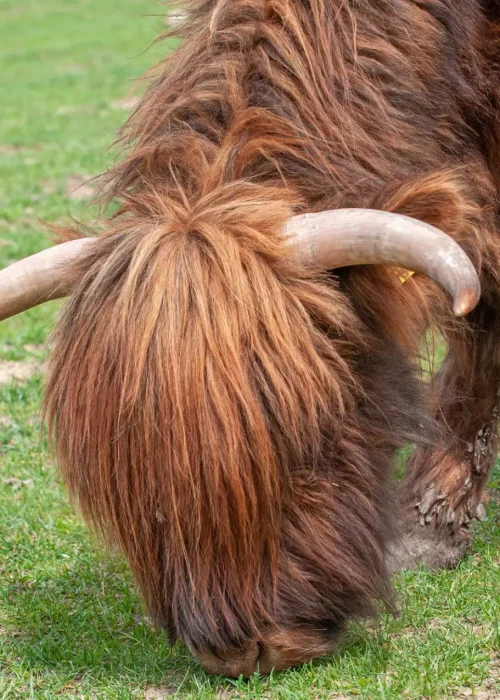 Nahaufnahme eines schottischen Hochlandrind beim grasen