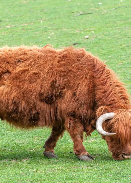 Schottisches Hochlandrind grast auf einer saftig grünen Wiese