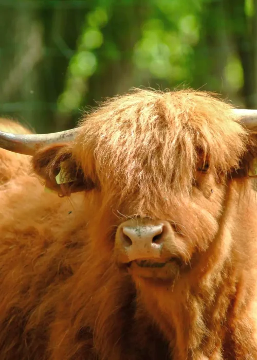 Ein schottisches Hochlandrind mit hellbraunen Fell schaut Richtung Kamera