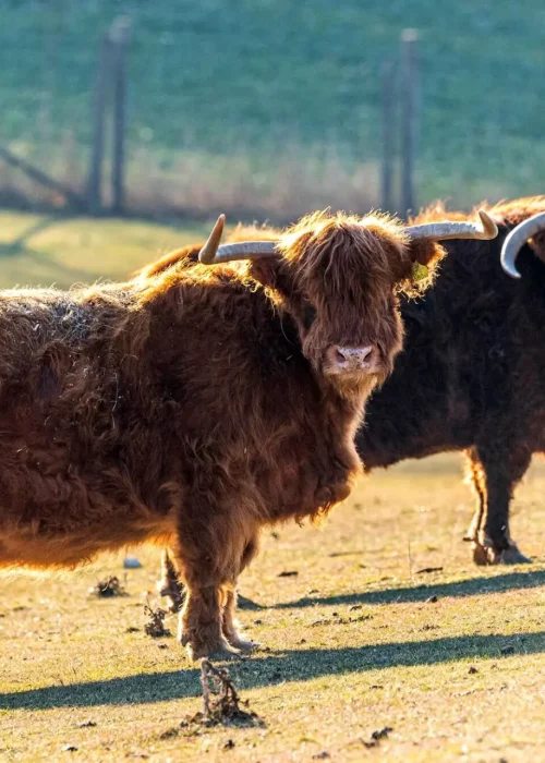 Zwei hintereinander stehende schottische Hochlandrinder schauen direkt in die Kamera