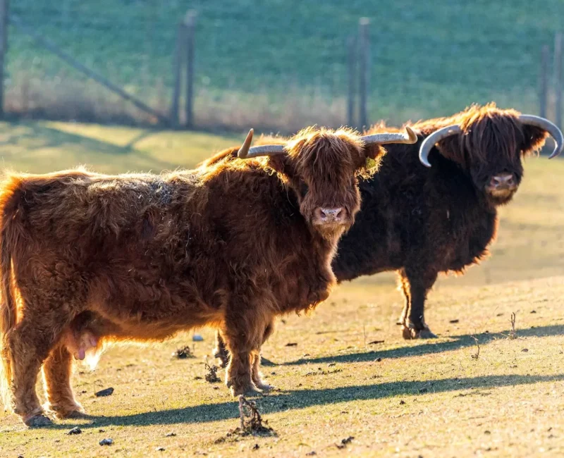 Zwei hintereinander stehende schottische Hochlandrinder schauen direkt in die Kamera