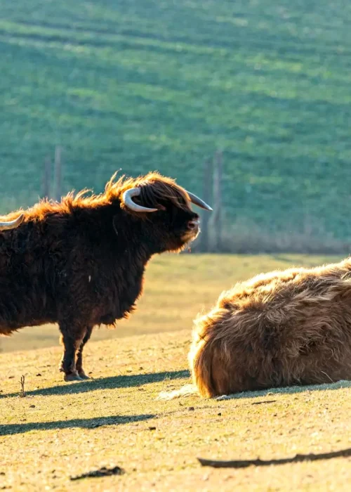 Ein sitzendes und zwei stehende Hochlandrinder schauen in die Ferne