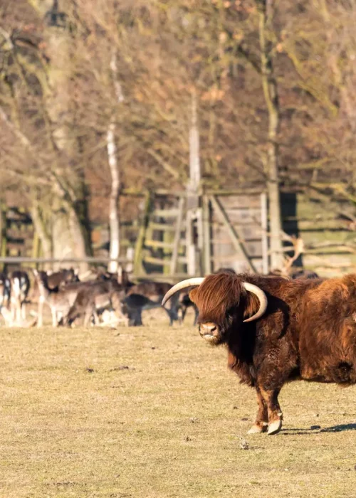 Ein Schottisches Hochlandrind mit eher dunkelbraunen Fell vor einer Herde Rehe