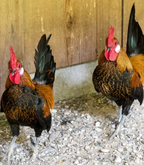 Zwei Hennen vor einer Wand mit Blickrichtung Kamera - Das Ausflugsziel in Niederösterreich