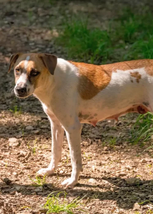 Hund steht auf einem Weg und schaut zur Kamera zurück