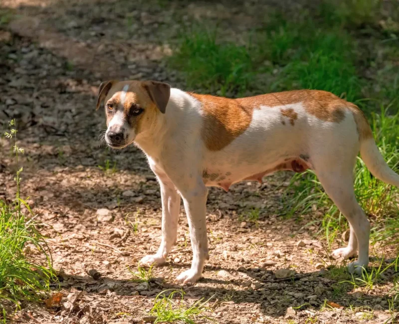 Hund steht auf einem Weg und schaut zur Kamera zurück