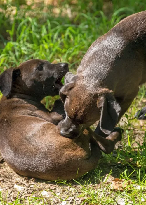 Zwei spielende Welpen mit dunkelbraunem Fell