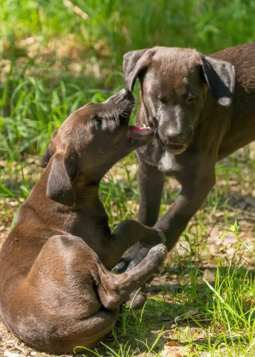 Ein liegendes und ein stehendes Welpen, beide mit dunkelbraunem Fell, spielen miteinander
