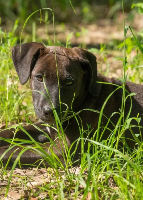 Welpe liegt zwischen hohem Grass und schaut Richtung Kamera