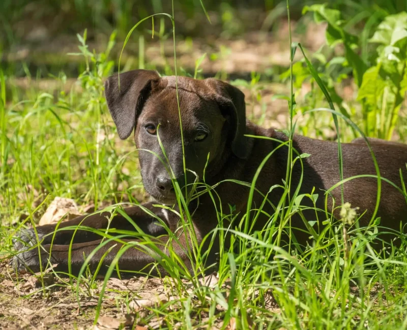 Welpe liegt zwischen hohem Grass und schaut Richtung Kamera