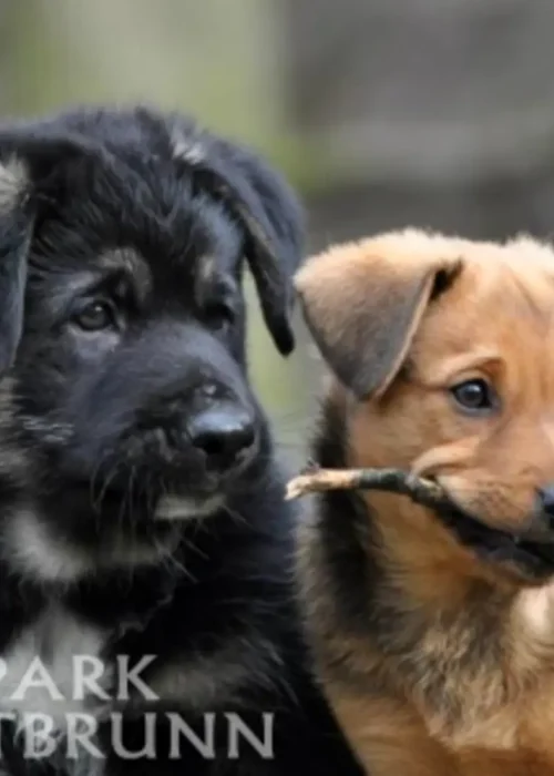 Zwei Welpen stehen neben einander und schauen in die gleiche Richtung, einer der Welpen hat eine Stock im Mund