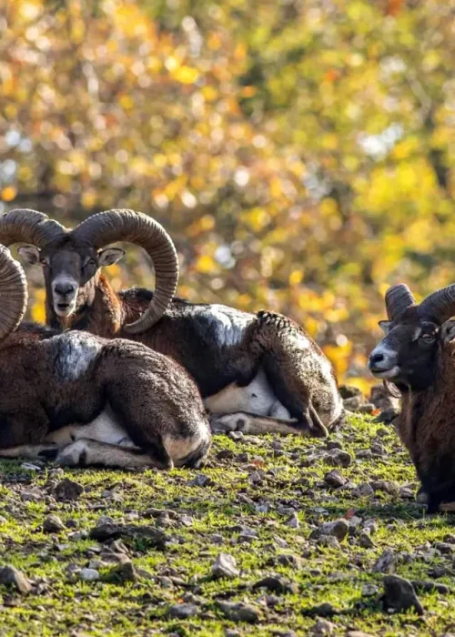 Drei Mufflons liegen auf einem Hügel und beobachten die Umgebung