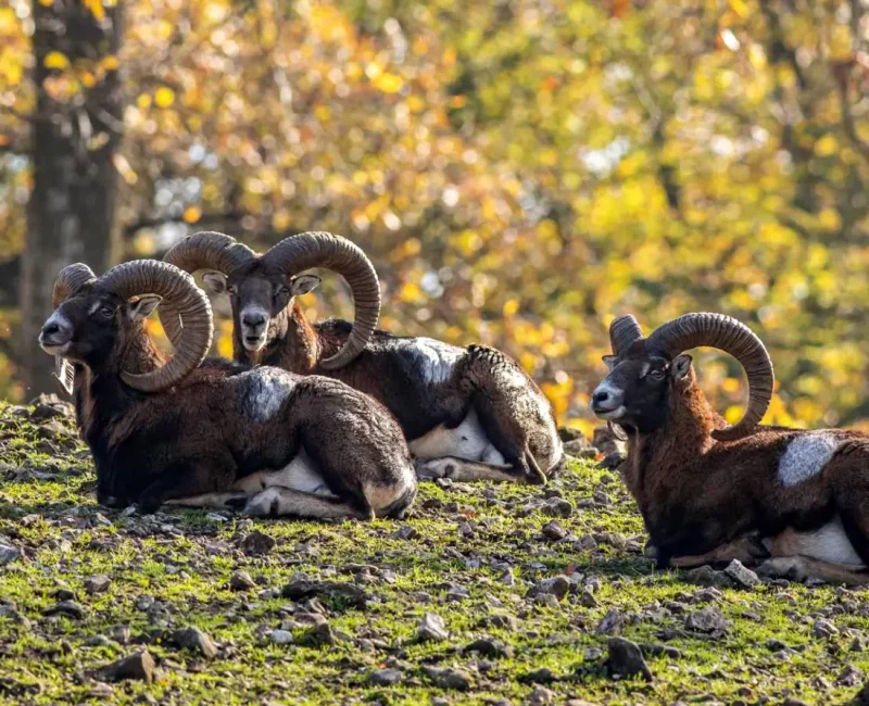 Drei Mufflons liegen auf einem Hügel und beobachten die Umgebung