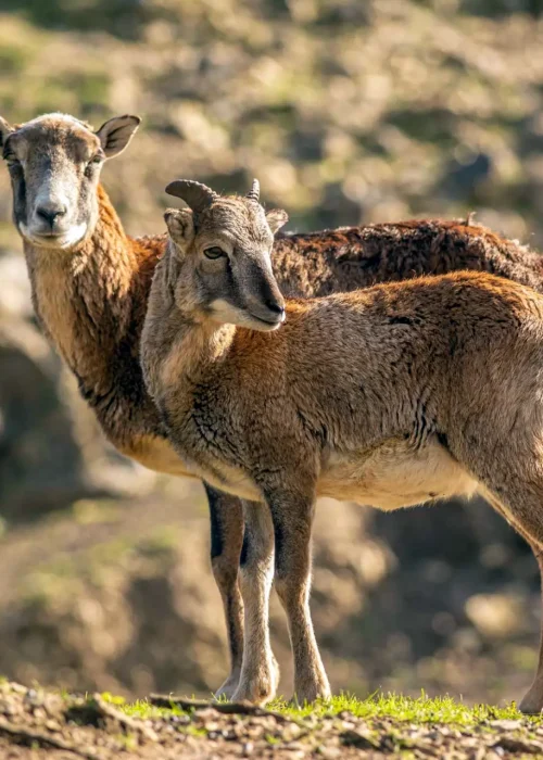 Zwei Baby Mufflons stehen nebeneinander und beobachten die Umgebung