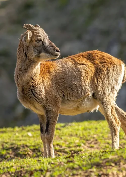 Baby Mufflon, mit seinen kleinen Hörnern, steht auf eine Wiese und schaut zurück