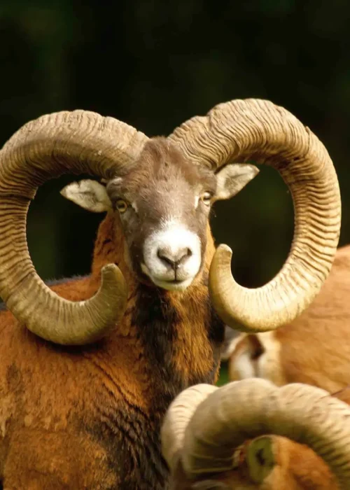 Alle Muflons grasen und eines schaut direkt in die Kamera mit seinem eingeringelten Hörnern