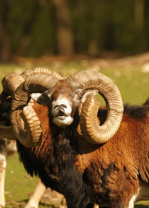 Ein Mufflon steht vor einer Herde an Mufflons und schreit in Richtung Kamera