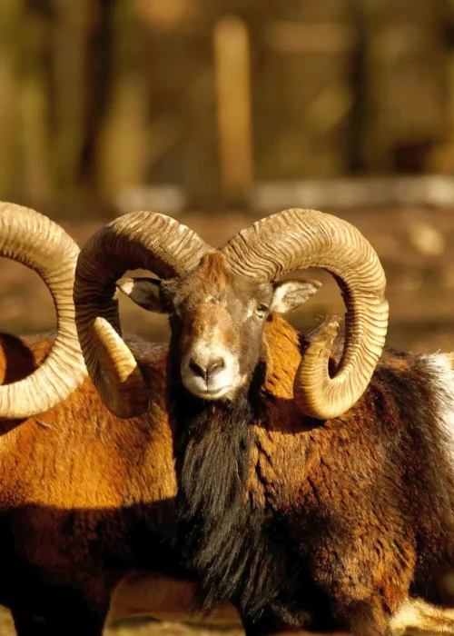 Zwei Mufflons stehen und schauen in Richtung Kamera