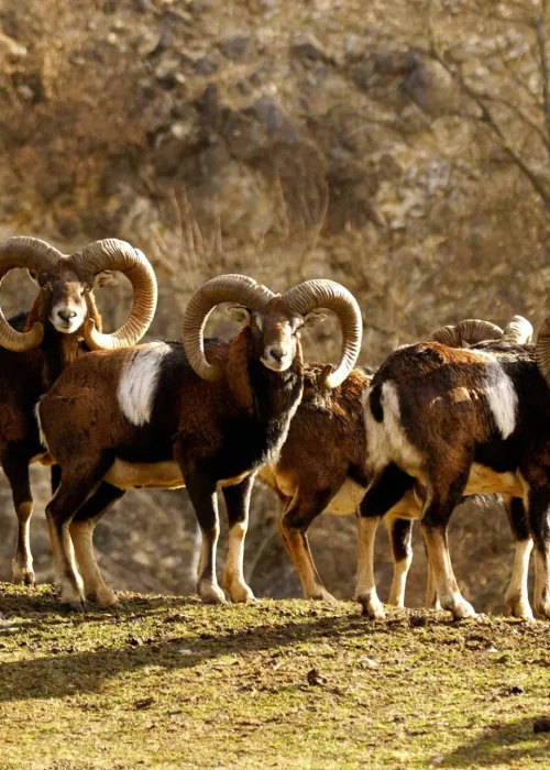 Vier Mufflons stehen auf einen Hügel und beobachten die Umgebung