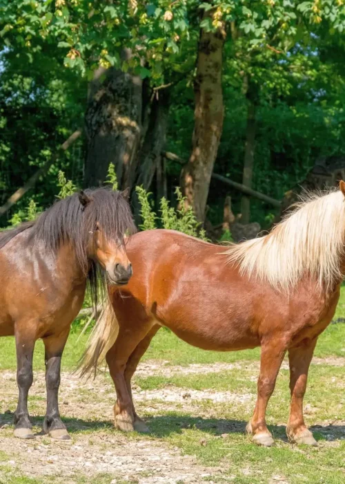Zwei Ponys stehen nebeneinander und beobachten die Umgebung