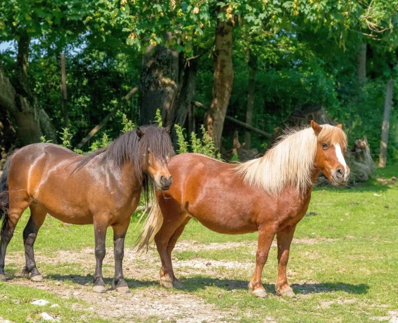 Zwei Ponys stehen nebeneinander und beobachten die Umgebung