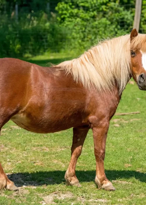 Ein Pony steht seitlich und schaut in Richtung Kamera