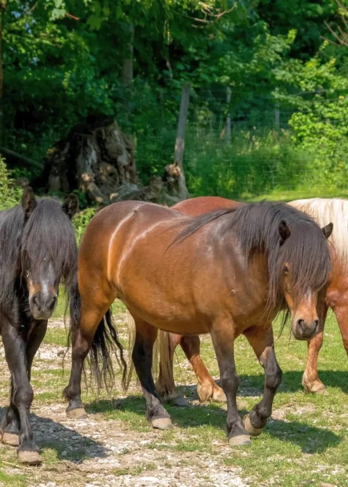 Drei Ponys gehen nebeneinander