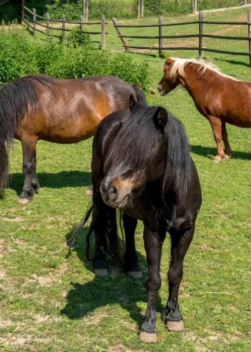 Drei Ponys stehen auf einer Wiese und grasen