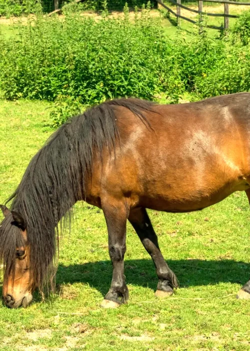 Zwei Ponys grasen auf einer Wiese
