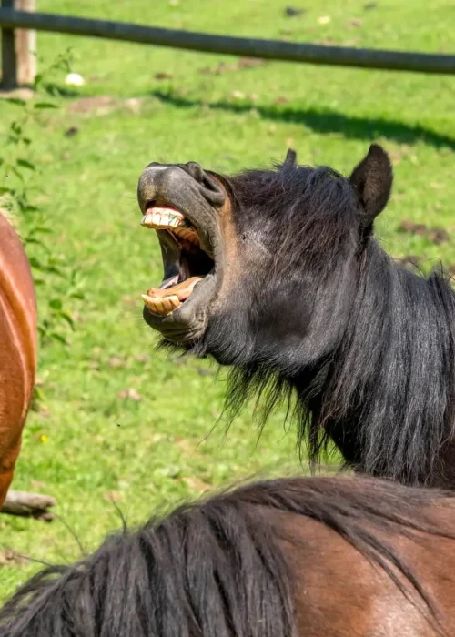Ein Pony steht in der Herde und schreit
