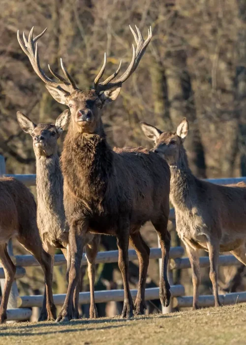 Eine Herde aus Rotwild und alle schauen Richtung Kamera