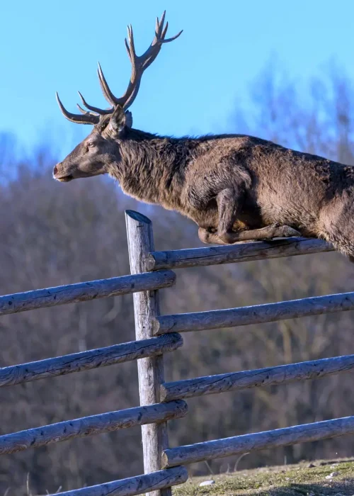 Ein Rothirsch springt über einen 2 Meter hohen Holzzaun