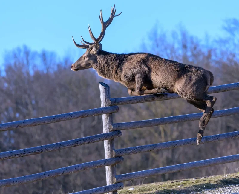 Ein Rothirsch springt über einen 2 Meter hohen Holzzaun