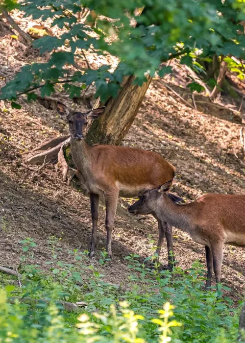 Zwei Rotwild Weibchen stehen auf einem Berghang und beobachten die Umgebung