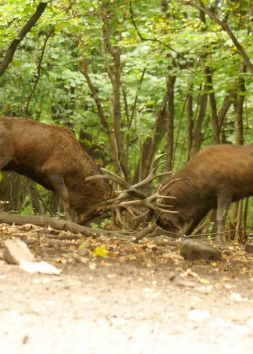 Zwei ausgewaschene Rothirschen kämpfen gegeneinander im Wald