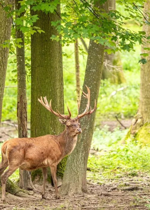 Ein Rothirsch steht in einem Wald und schaut in die Ferne
