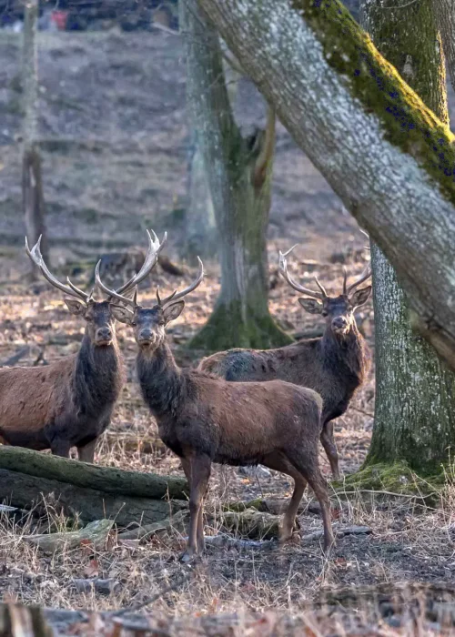 Drei Rothirschen stehen im Wald und schauen direkt in die Kamera