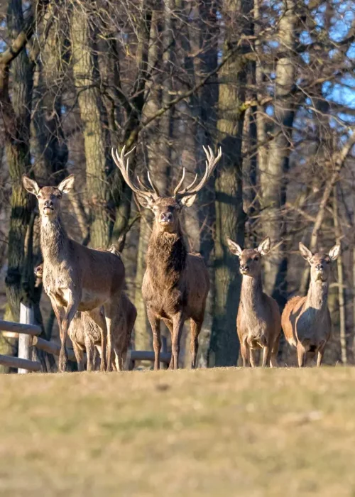 Eine Herde Rotwild steht auf dem Hügel und schaut Richtung Kamera