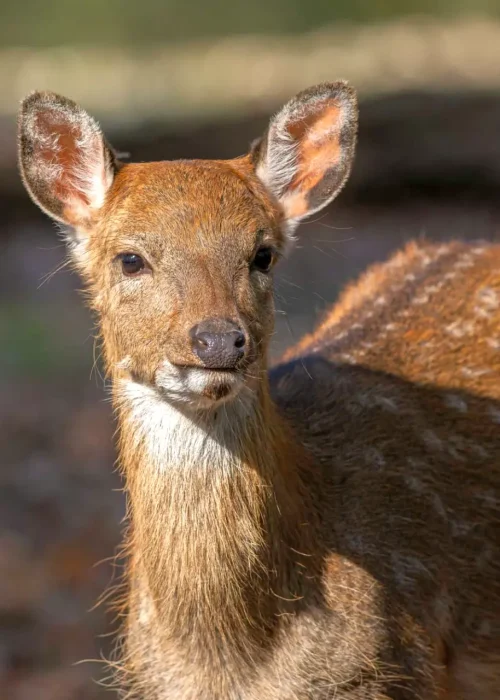 junger Sikahirsch steht im Wald und schaut Richtung Kamera